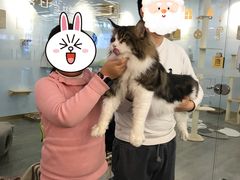 -猫冇咖·家门口的撸猫馆(大融城店)
