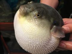 -肆月河豚·新淮扬(金融街店)