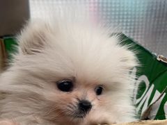 -瑞鹏宠物医院·超声·骨科·奇麟分院(蜀都万达店)