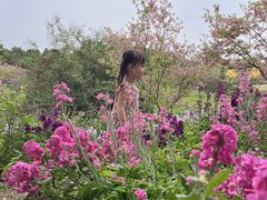 -天适樱花悠乐园