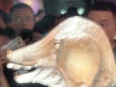 -合肥野生动物园