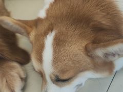 -怪兽屋·羊驼·猫咖·狗咖(俊华广场店)