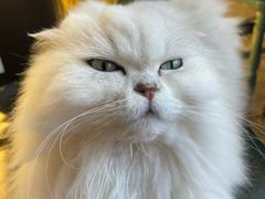 -猫小院猫主题餐厅(南锣旗舰店)
