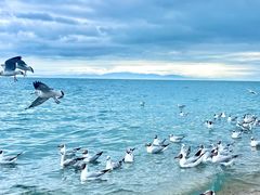 -青海湖国家重点风景名胜区