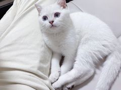 -lincat·猫舍(广州店)