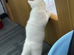 -pd派德宠物中心医院24H急重症·眼科中心·血液透析中心(嵩山北路店)