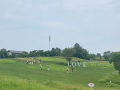 -大塘金香草谷