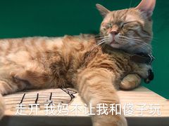 -李小姐の猫咖啡馆(五角场店)