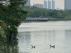-海珠湖公园