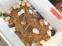 -溪岸路花鸟市场