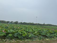 -嘉北郊野公园