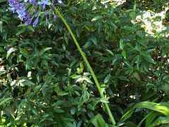 -墨尔本皇家植物园