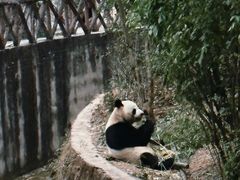 -成都大熊猫繁育研究基地