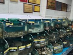 -叶存利海鲜大馅饺子(海宁路总店)