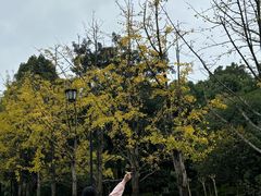 -铁山坪森林公园