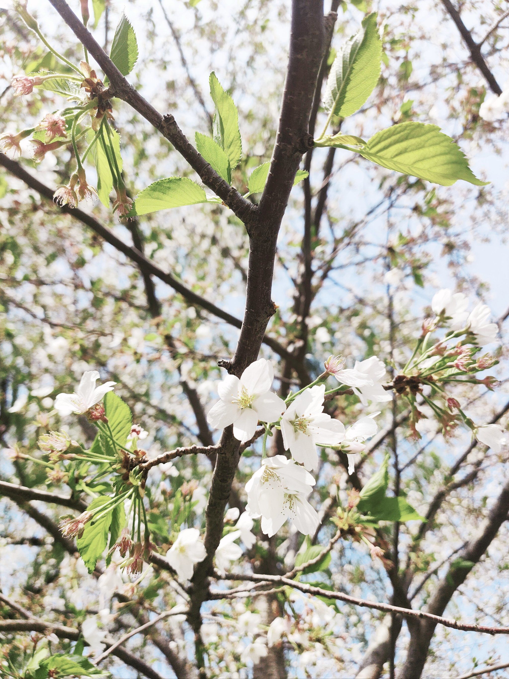 樱花室内展馆里有详细介绍园内20多种樱花树的名字特