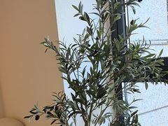 -伊斯坦布尔土耳其清真咖啡餐厅