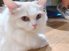 -瞄一喵猫咖(格力海岸店)