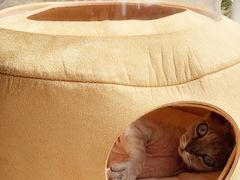 -momokira米努特·德文卷毛猫·棉花面纱犬