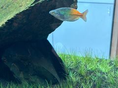 -青石桥花鸟鱼虫市场(叠翠城店)