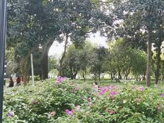 -绵阳人民公园(涪城区)