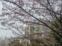 -高东镇樱花园