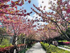 -高东镇樱花园