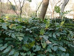 两吃白鲑鱼-巴扎美食·新疆菜·西域歌舞表演餐厅(新疆大厦店)