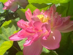 -莲花池公园