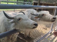 -长白岛森林公园