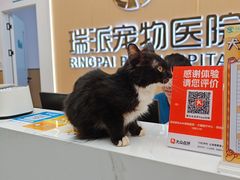 -瑞派康怡24h宠物医院·犬猫医疗中心·微创绝育(瑞景分院)