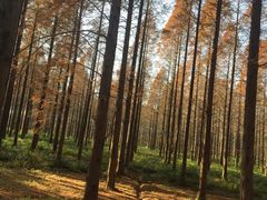 -黄海国家森林公园