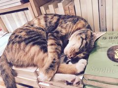 -猫的天空之城概念书店(杭州南宋御街店)