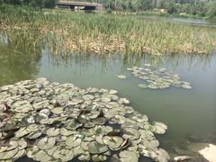 -前关湿地公园