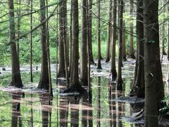 -桤木河湿地公园