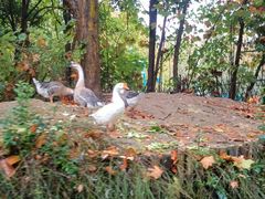 -洛阳市隋唐城遗址植物园