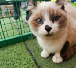 -萌宠亲子动物乐园(槐房万达店)