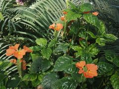 -国家植物园南园