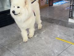 -pd派德宠物中心医院24H急重症·眼科中心·血液透析中心(嵩山北路店)