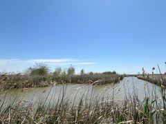 -盐城丹顶鹤湿地生态旅游区