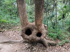 -上海佘山国家森林公园天马山园