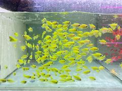 -青石桥花鸟鱼虫市场(叠翠城店)