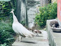 -都江堰普照寺