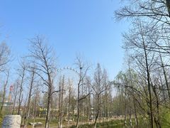 -洋湖国家湿地公园