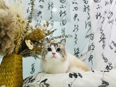 -爱洗澡的猫(望京店)