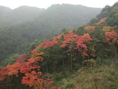 -铁山坪森林公园