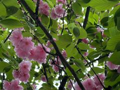 -金水泊山庄·花椒鸡(铁山坪店)