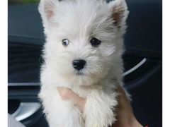 -萌宠之家·腊肠犬·马尔泰·小体犬舍