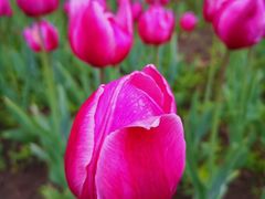 -长春公园(普阳街道)