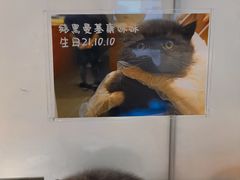 -babydoll猫舍·米努特·德文·缅因(久光中心店)
